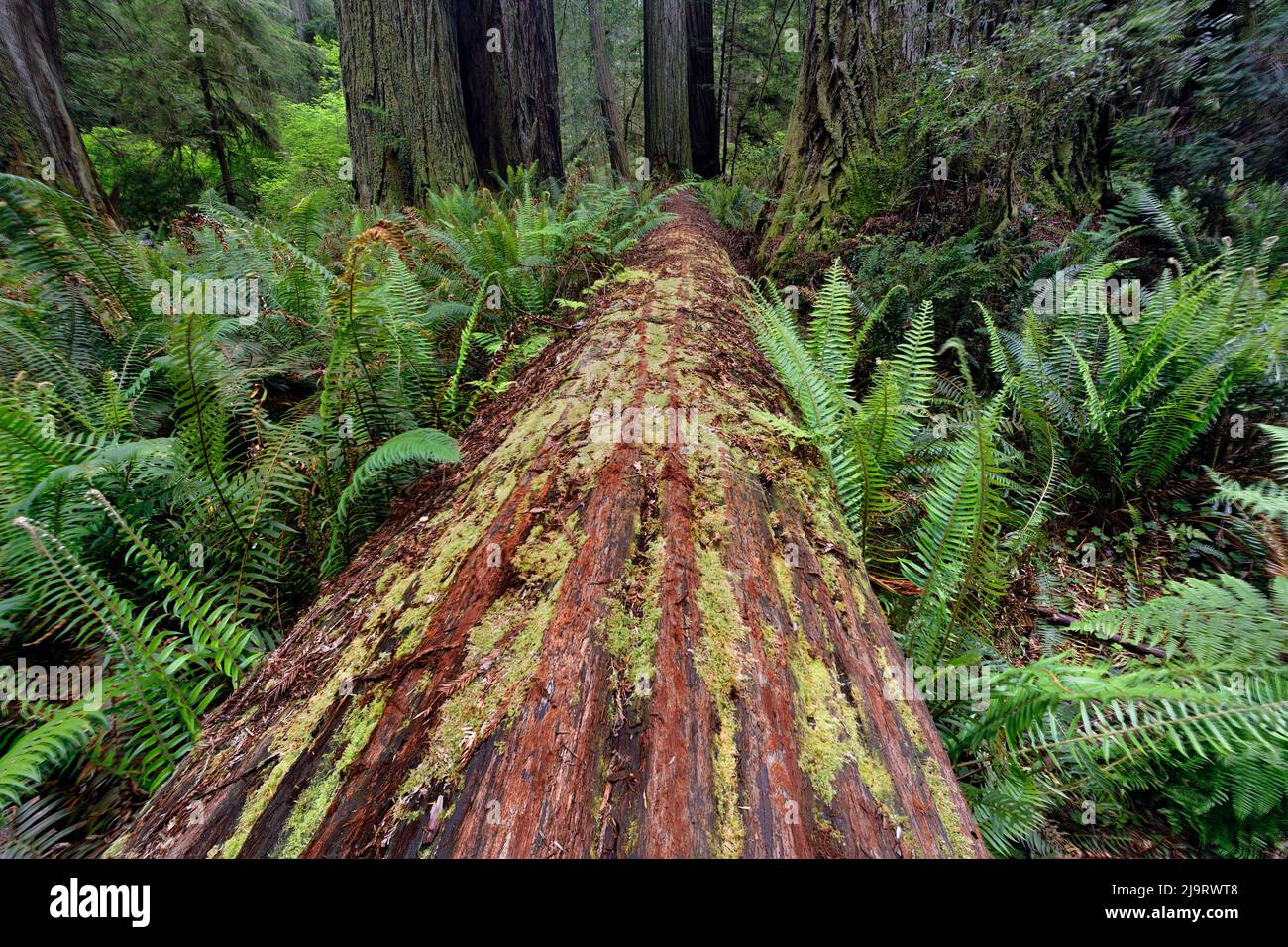 Fallen Redwood tree and ferns. Redwood National Park, California Stock