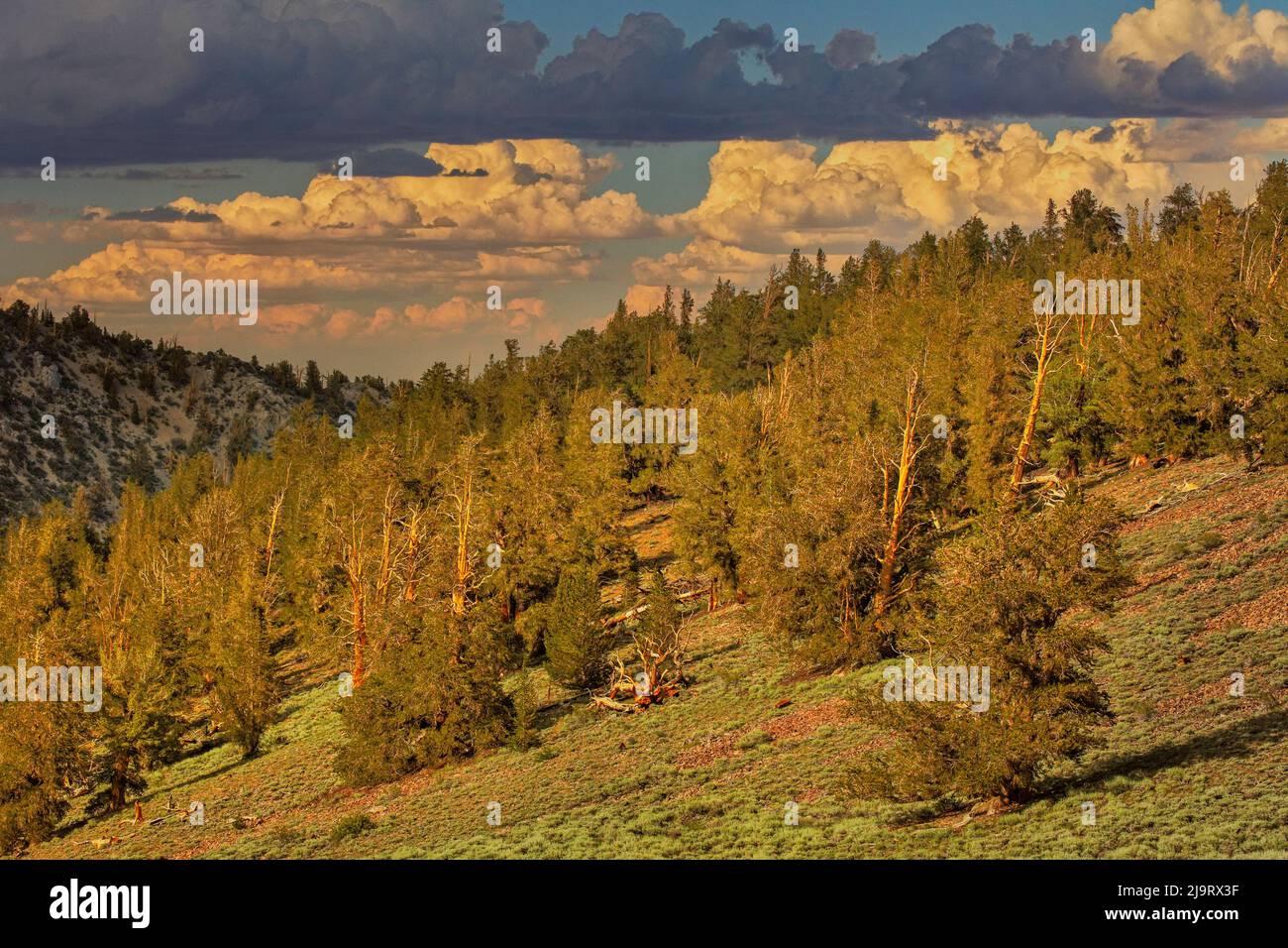 Bristlecone pine forest at sunset, White Mountains, Inyo National Forest, California Stock Photo
