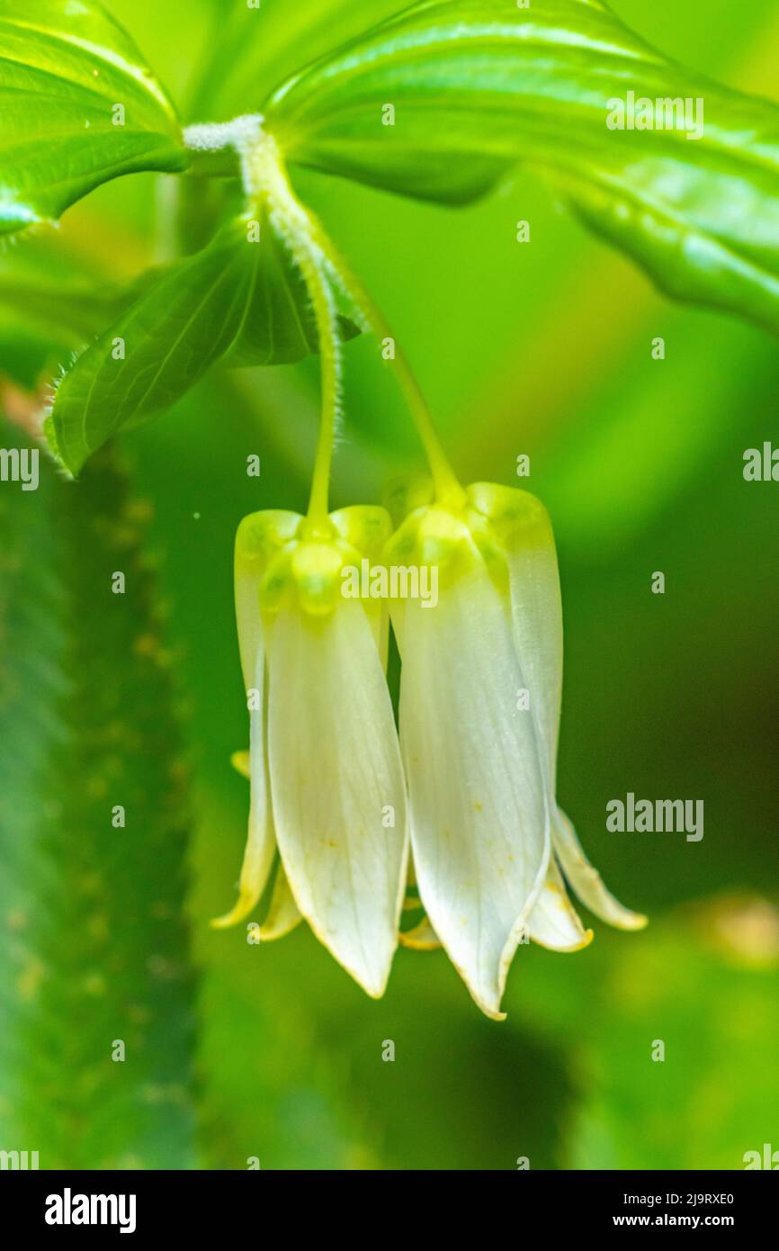 USA, California, Del Norte Coast Redwoods State Park. Smith's fairy bells flowers close-up. Stock Photo