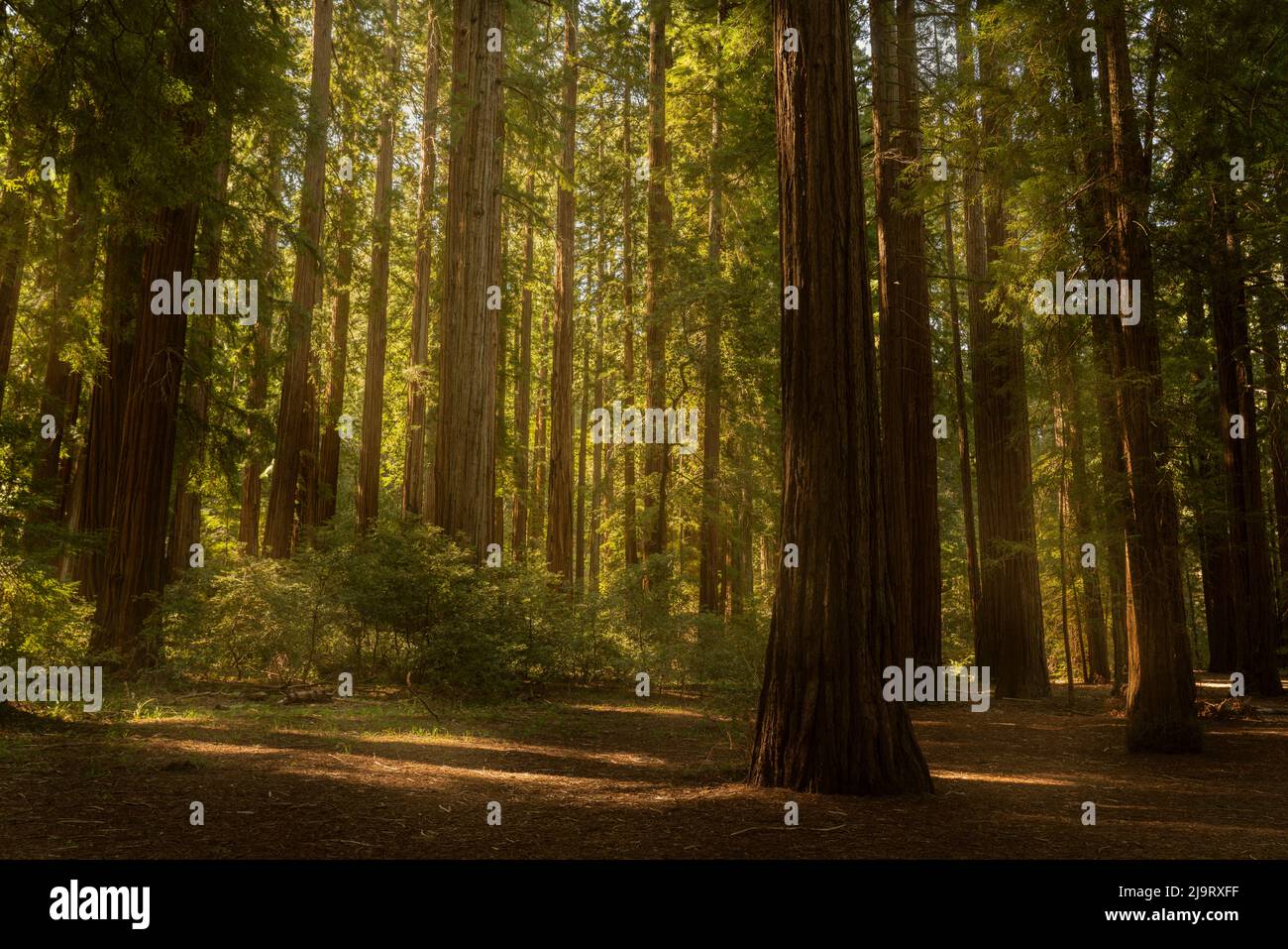 Coastal forest hi-res stock photography and images - Alamy
