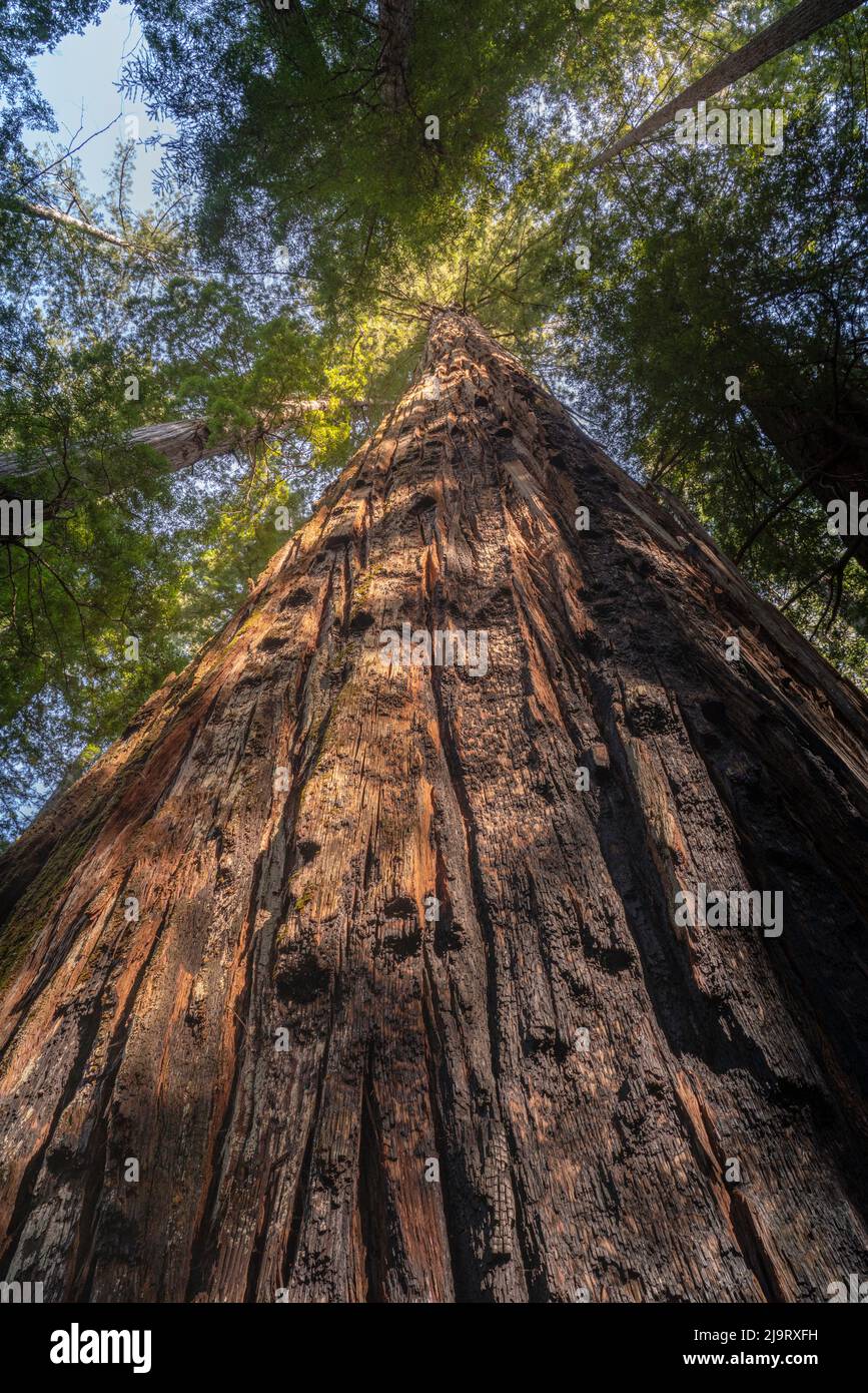 USA, California, Humboldt Redwoods State Park. Looking up at coastal redwood tree. Stock Photo