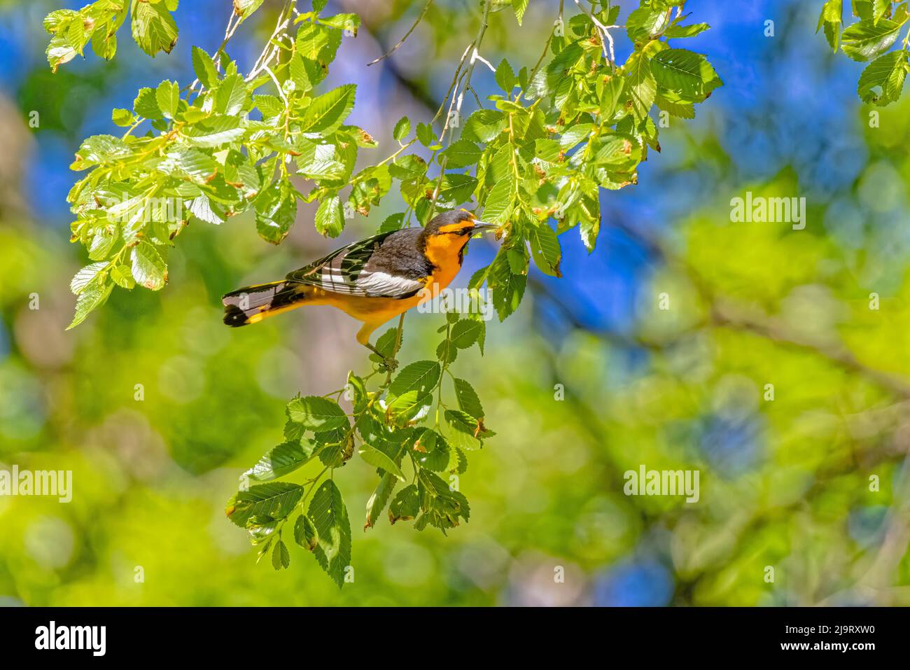 USA, Colorado, John Martin Reservoir. Adult male Bullock's oriole in tree. Stock Photo