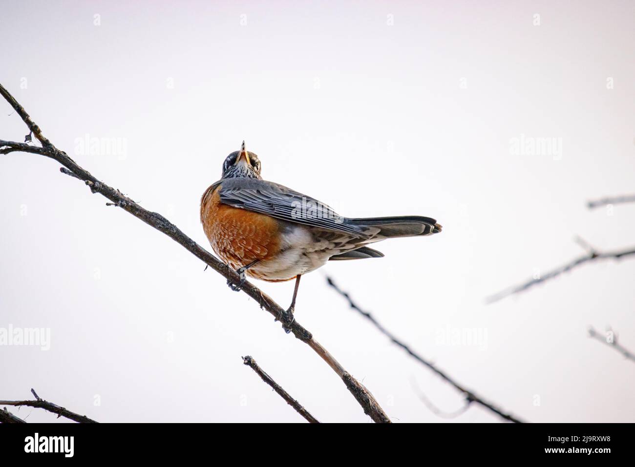 Male american robin hi res stock photography and images alamy