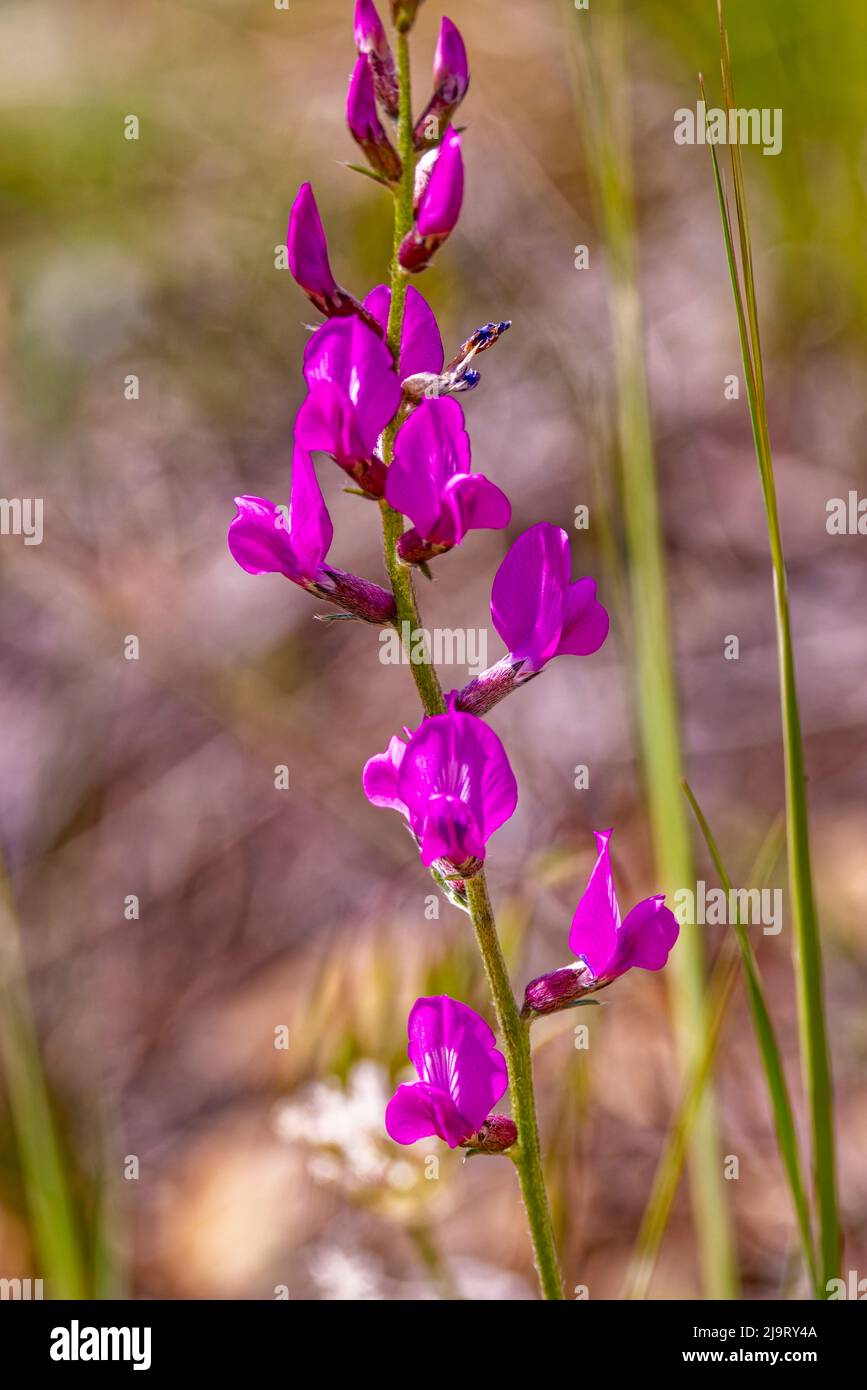 USA, Colorado, Young Gulch. Close-up of Colorado loco flowers. Stock Photo