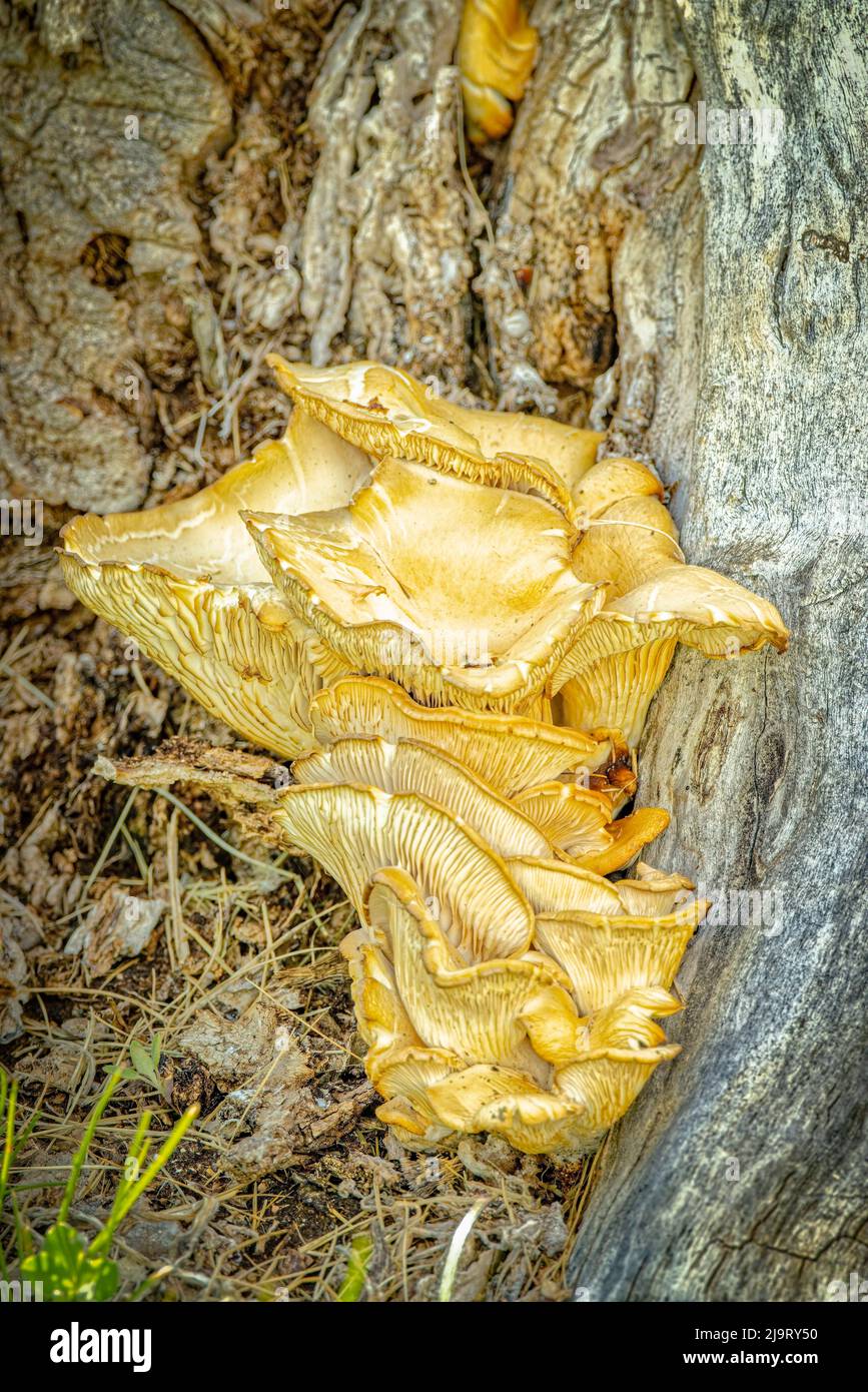 USA, Colorado, Ft. Collins. Fungus growth on cottonwood stump Stock