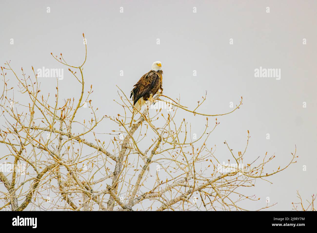 USA, Colorado, Longmont. Adult bald eagle atop tree Stock Photo - Alamy