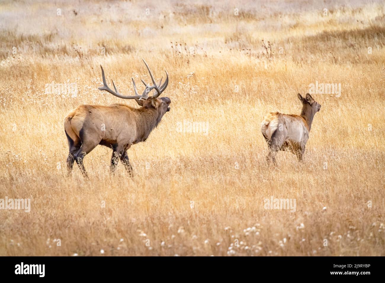 USA, Colorado, Rocky Mountain National Park. North American elk male