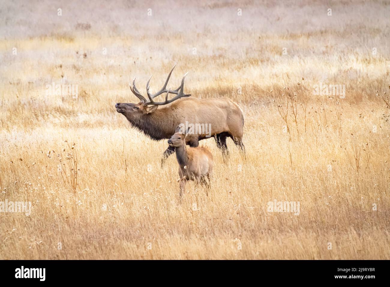 USA, Colorado, Rocky Mountain National Park. North American elk male