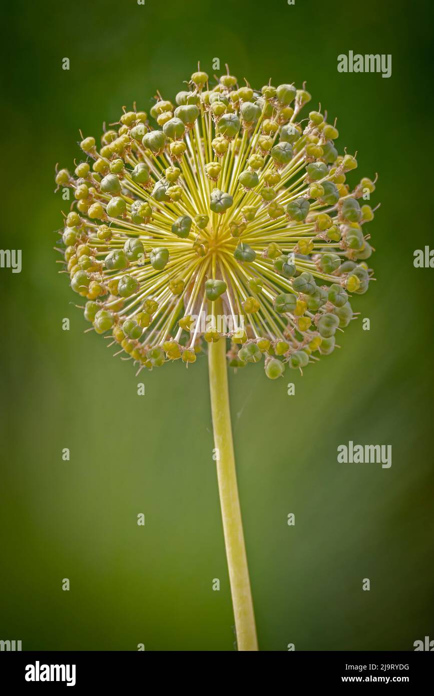 USA, Colorado, Fort Collins. Yellow allium plant close-up. Stock Photo