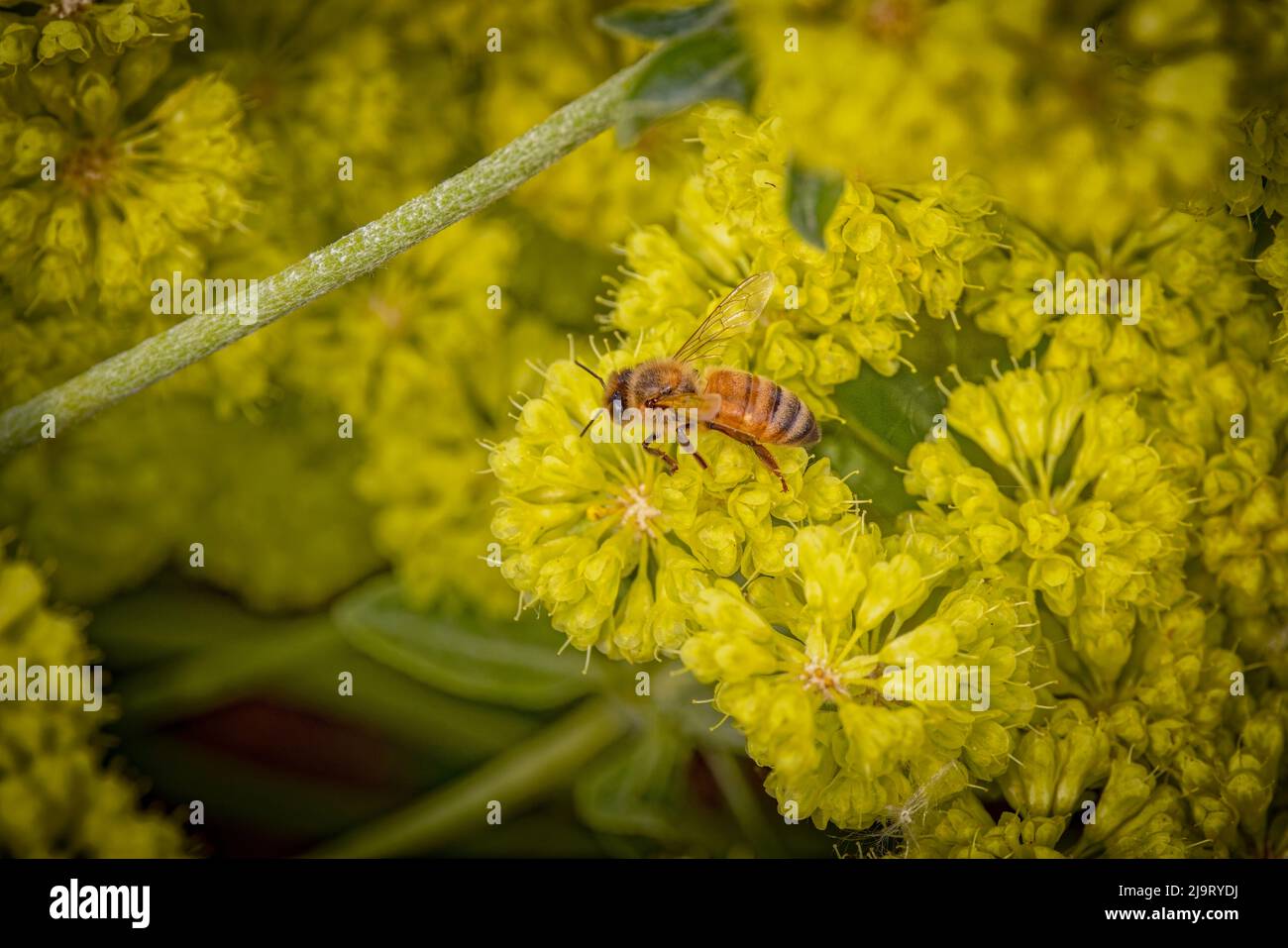 USA, Colorado, Fort Collins. Honey bee on yellow allium flowers. Stock Photo