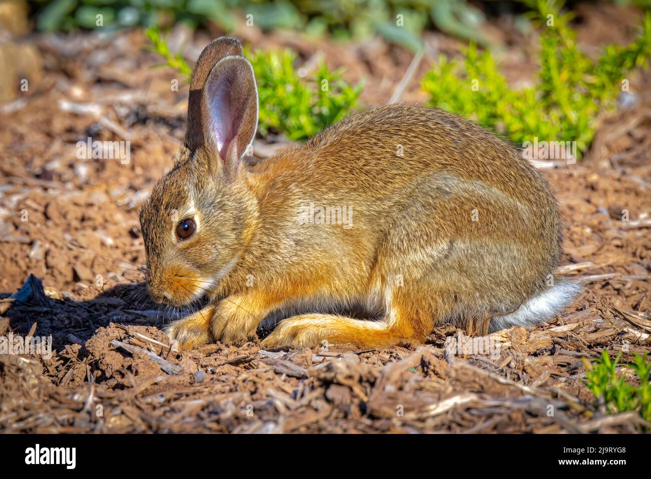New Colorado Rabbit Lord rabbit hi-res stock photography and images - Alamy