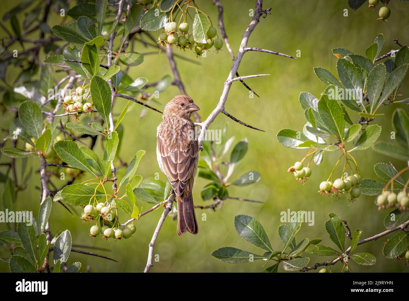 USA, Colorado, Fort Collins. Female house finch on thorny limb. Stock Photo
