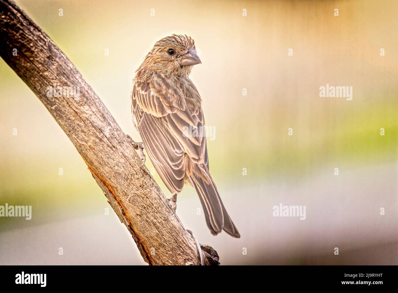 USA, Colorado, Fort Collins. Female house finch on limb. Stock Photo
