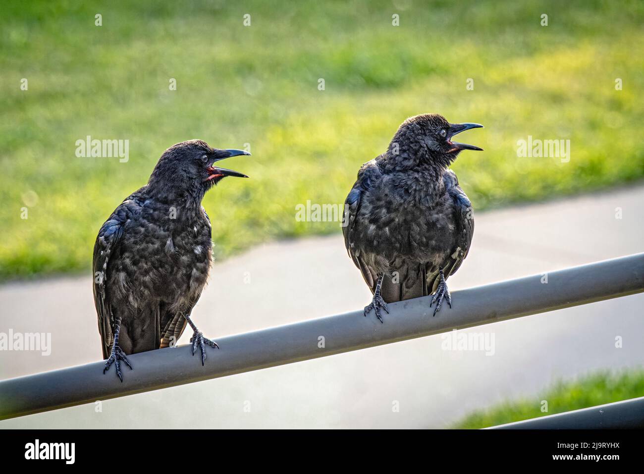 USA, Colorado, Walden. Pair of American crows squawking at Cooper's
