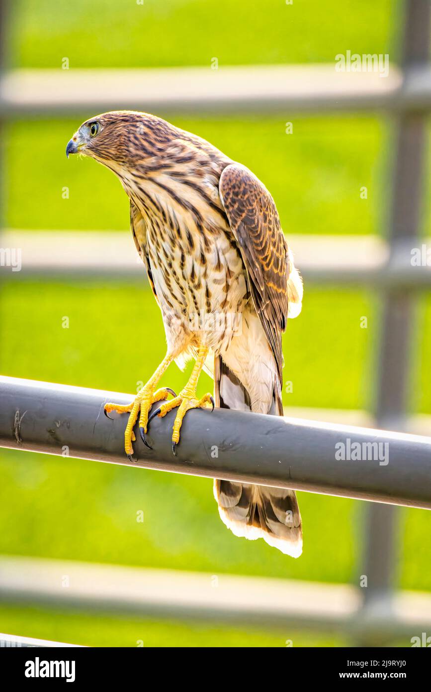 USA, Colorado, Fort Collins. Immature Cooper's hawk on fence rail. Stock Photo