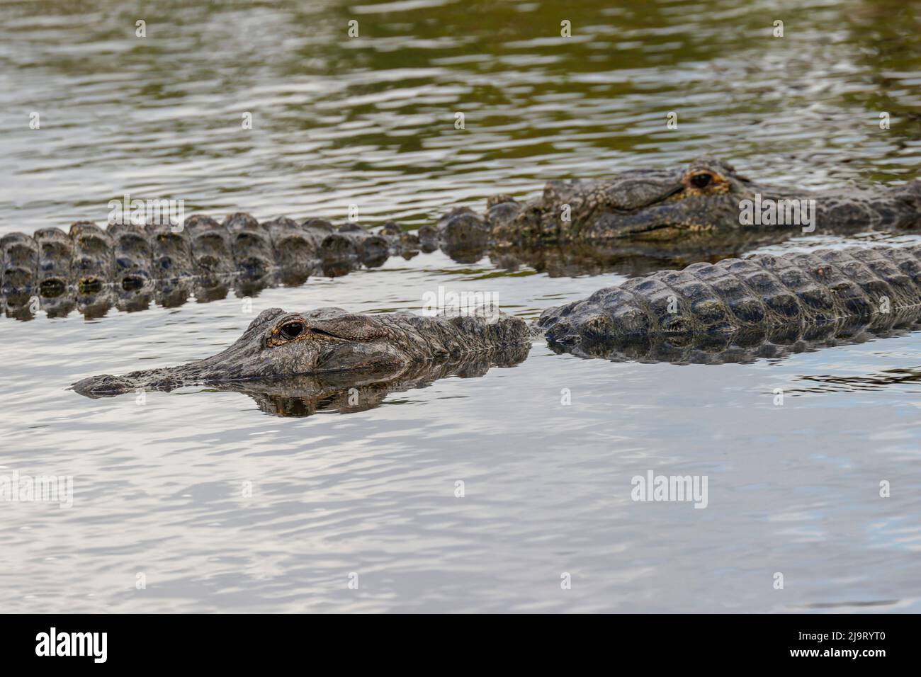 American alligators, Myakka River State Park, Florida Stock Photo Alamy