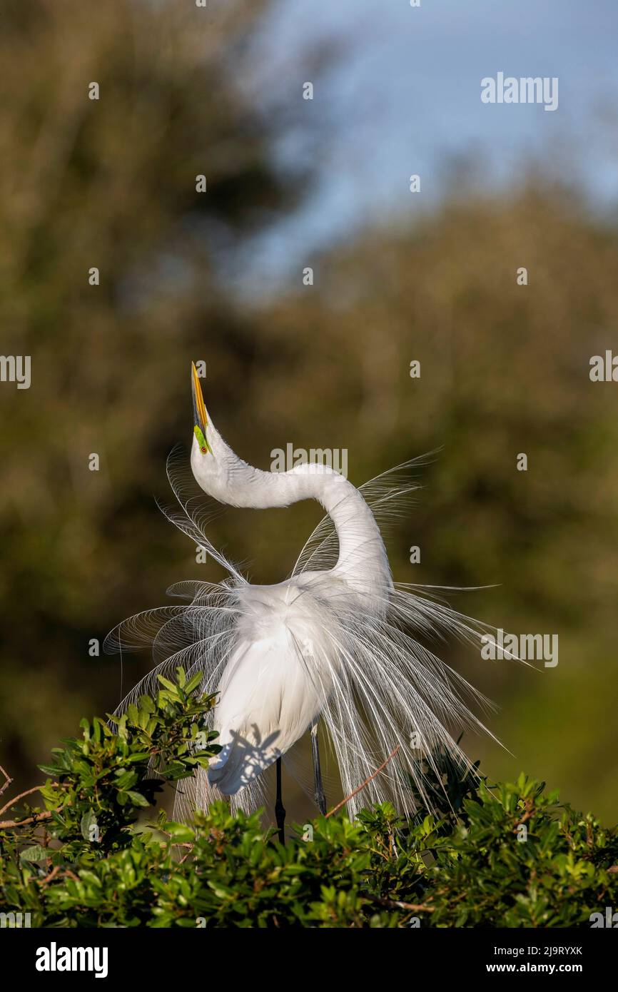 Great egret in courtship display in full breeding plumage, Venice rookery, Venice, Florida Stock Photo