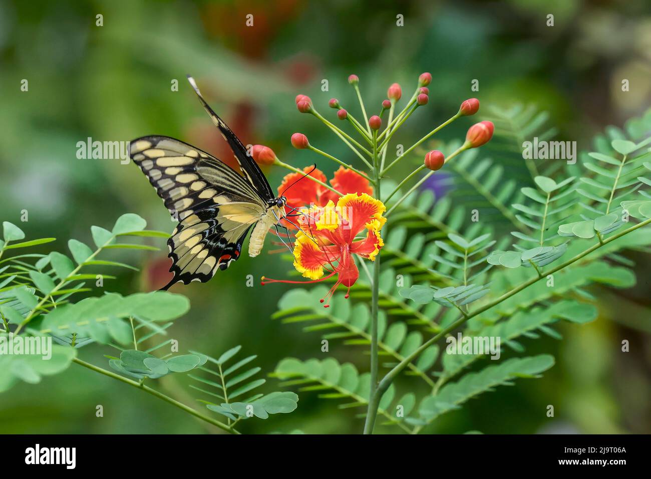 Eastern tiger swallowtail, Florida Stock Photo - Alamy