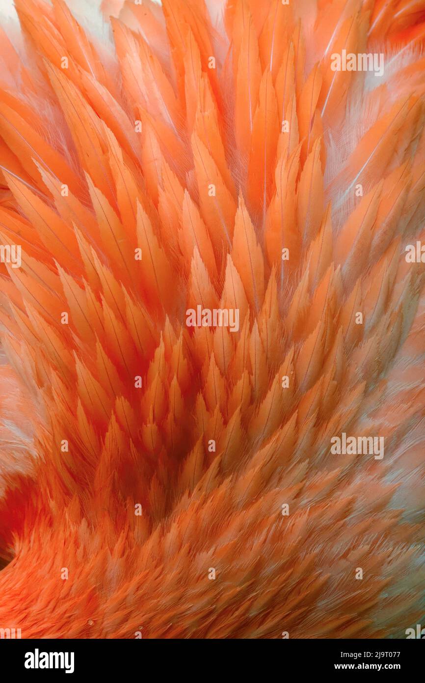Pink feather pattern on back of flamingo, Florida Stock Photo - Alamy