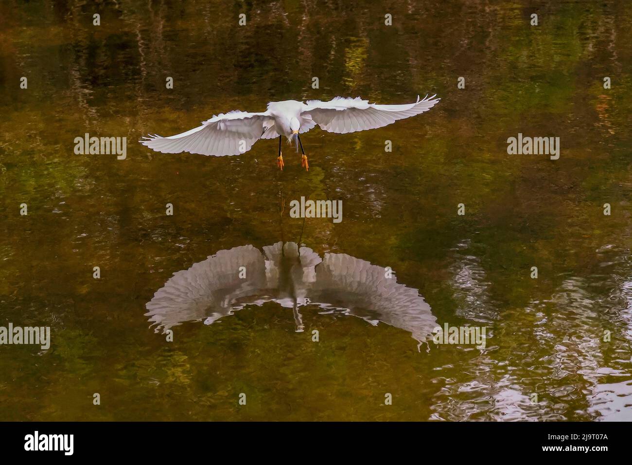 Snowy egret flying, Merritt Island National Wildlife Refuge, Florida Stock Photo