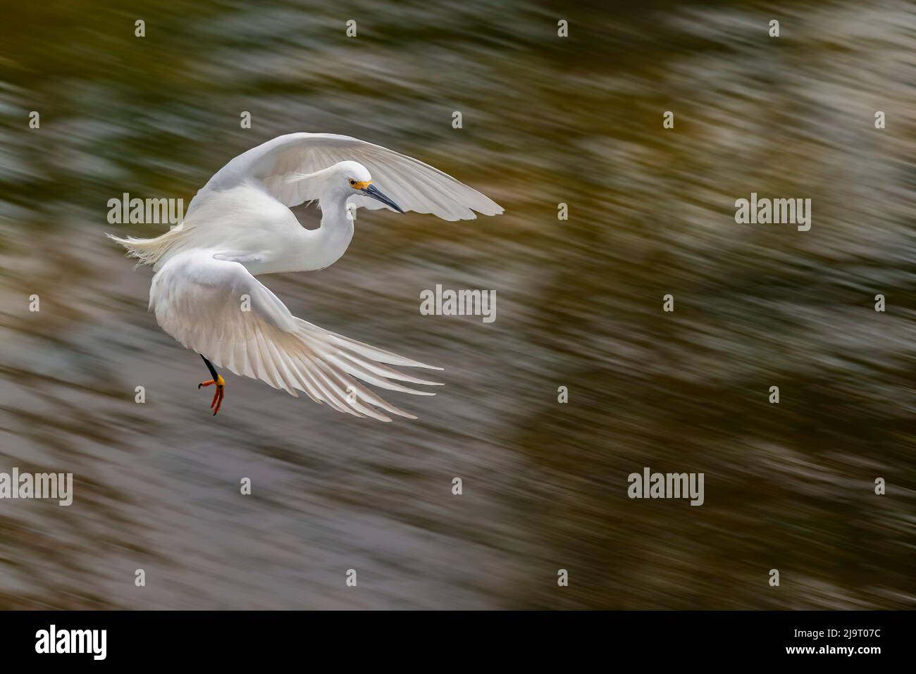 Snowy egret flying, Merritt Island National Wildlife Refuge, Florida Stock Photo