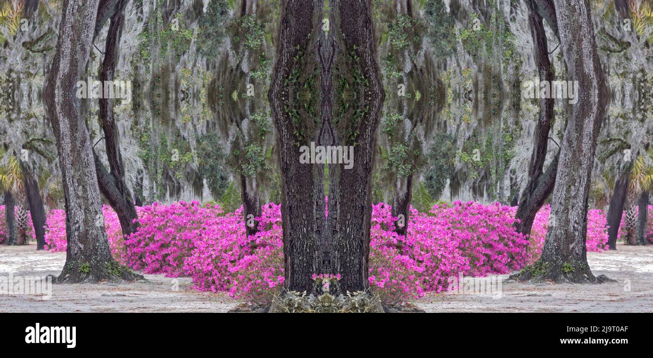 Live oak trees draped in Spanish moss and azaleas in full bloom in