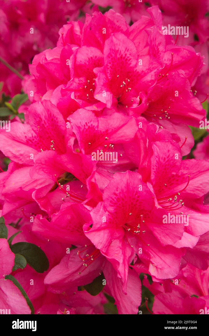USA, Savannah. Azaleas in bloom Stock Photo Alamy