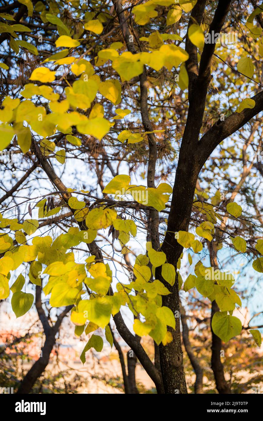 Yellow white leaves hi-res stock photography and images - Alamy