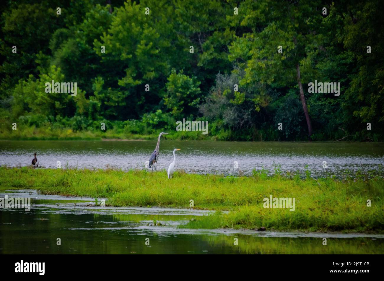 Cranes, Whitewater Memorial State Park, Indiana, USA Stock Photo Alamy