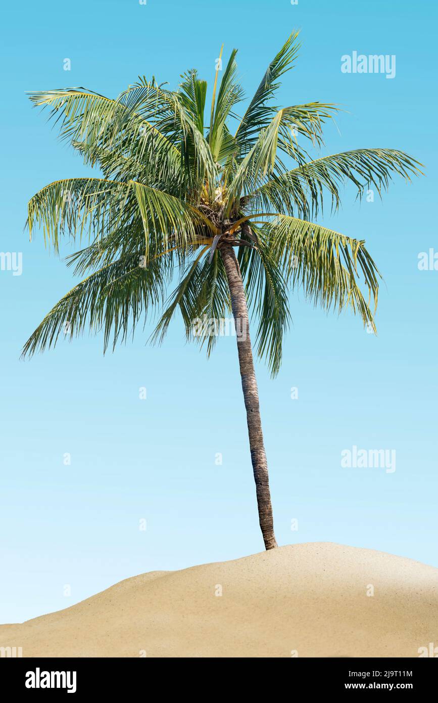 A Coconut palm tree on the beach with blue sky background Stock Photo ...