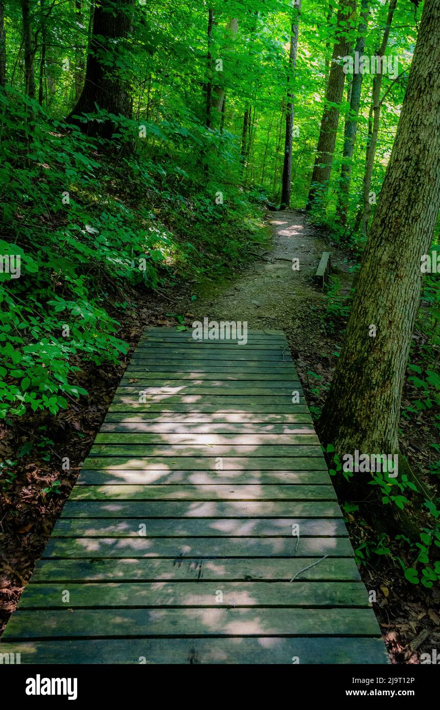 Forest path, Whitewater Memorial State Park, Indiana, USA Stock Photo