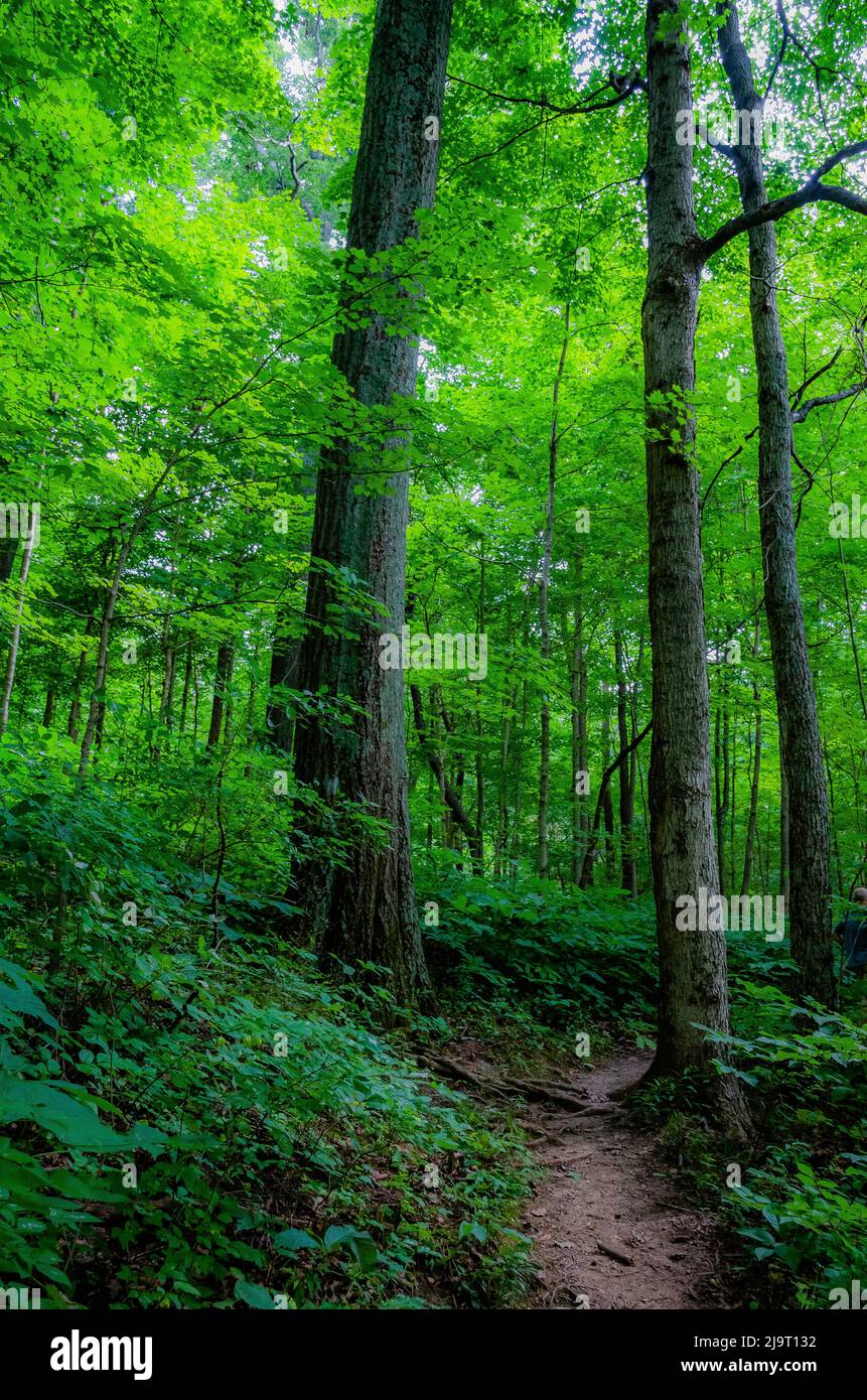 Forest path, Whitewater Memorial State Park, Indiana, USA. Stock Photo