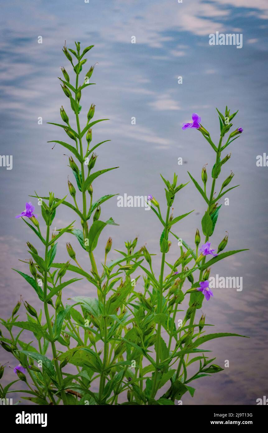 Wildflowers on water's edge, Whitewater Memorial State Park, Indiana, USA Stock Photo Alamy