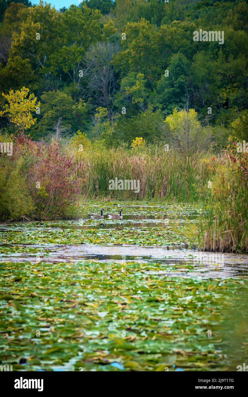 France park indiana hi-res stock photography and images - Alamy