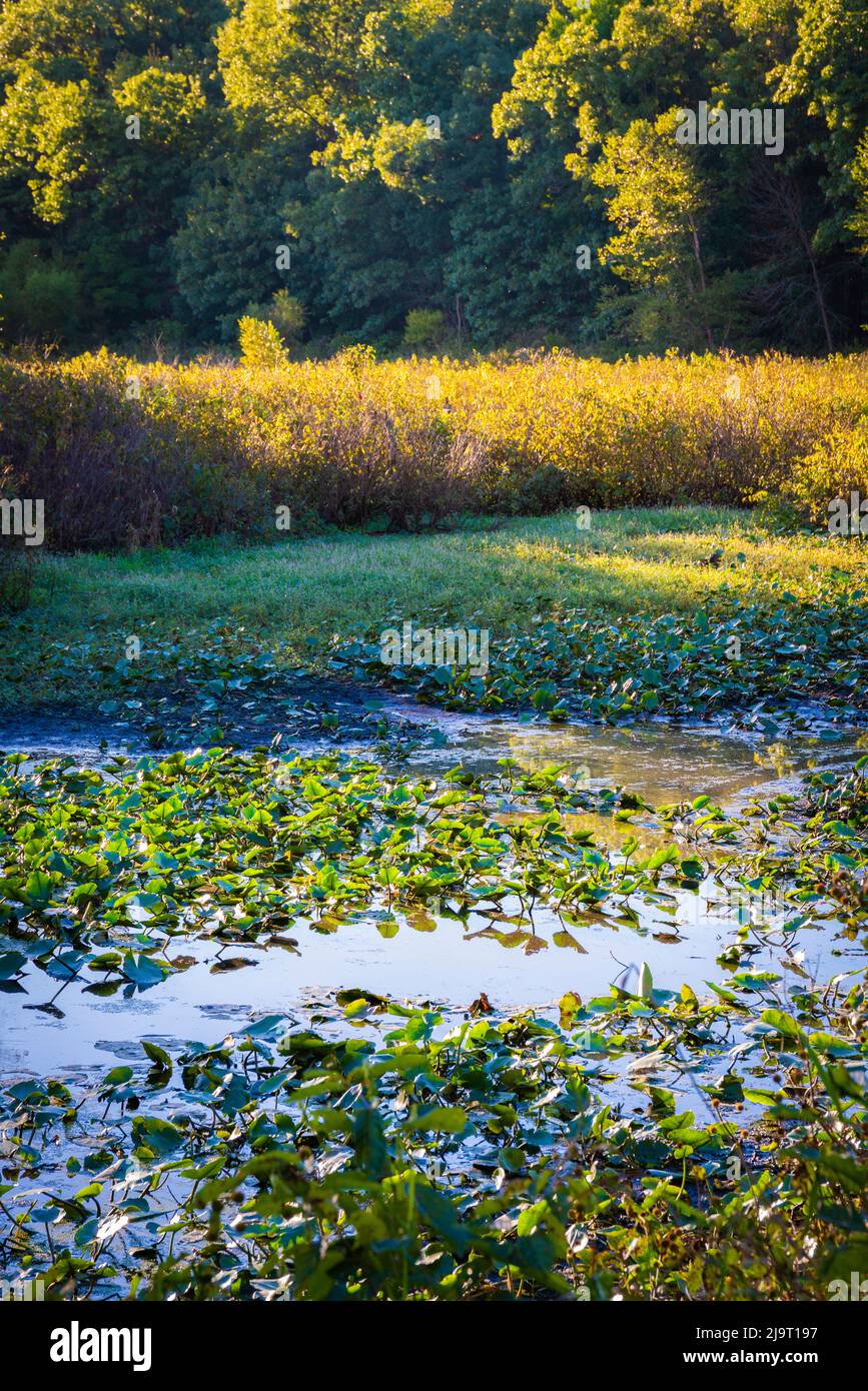 Water lily pond, Tippecanoe State Park, Indiana, USA. Stock Photo