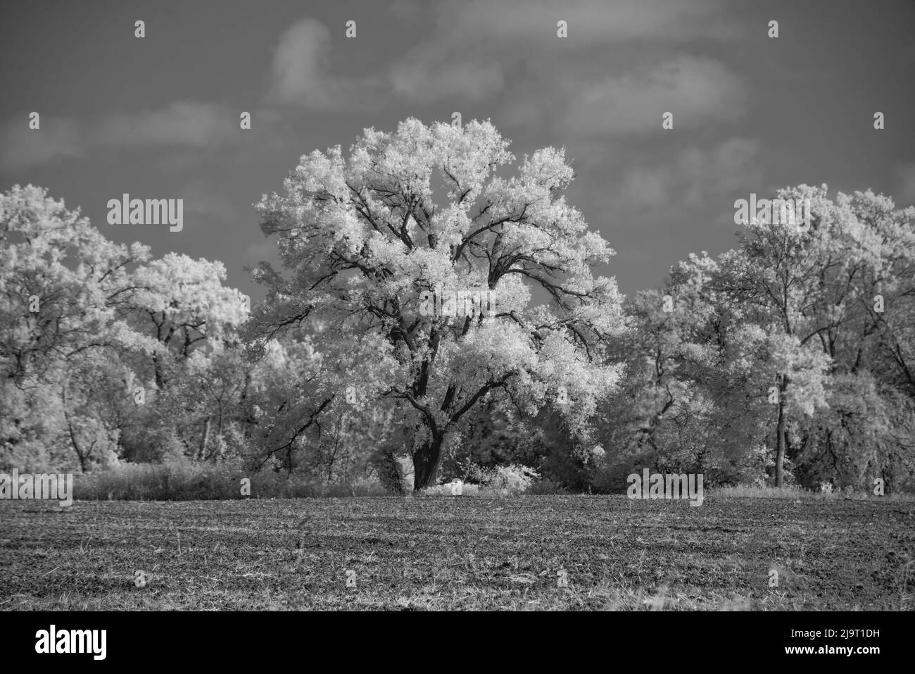 Large Cottonwood tree dominates other trees along side of field Stock ...