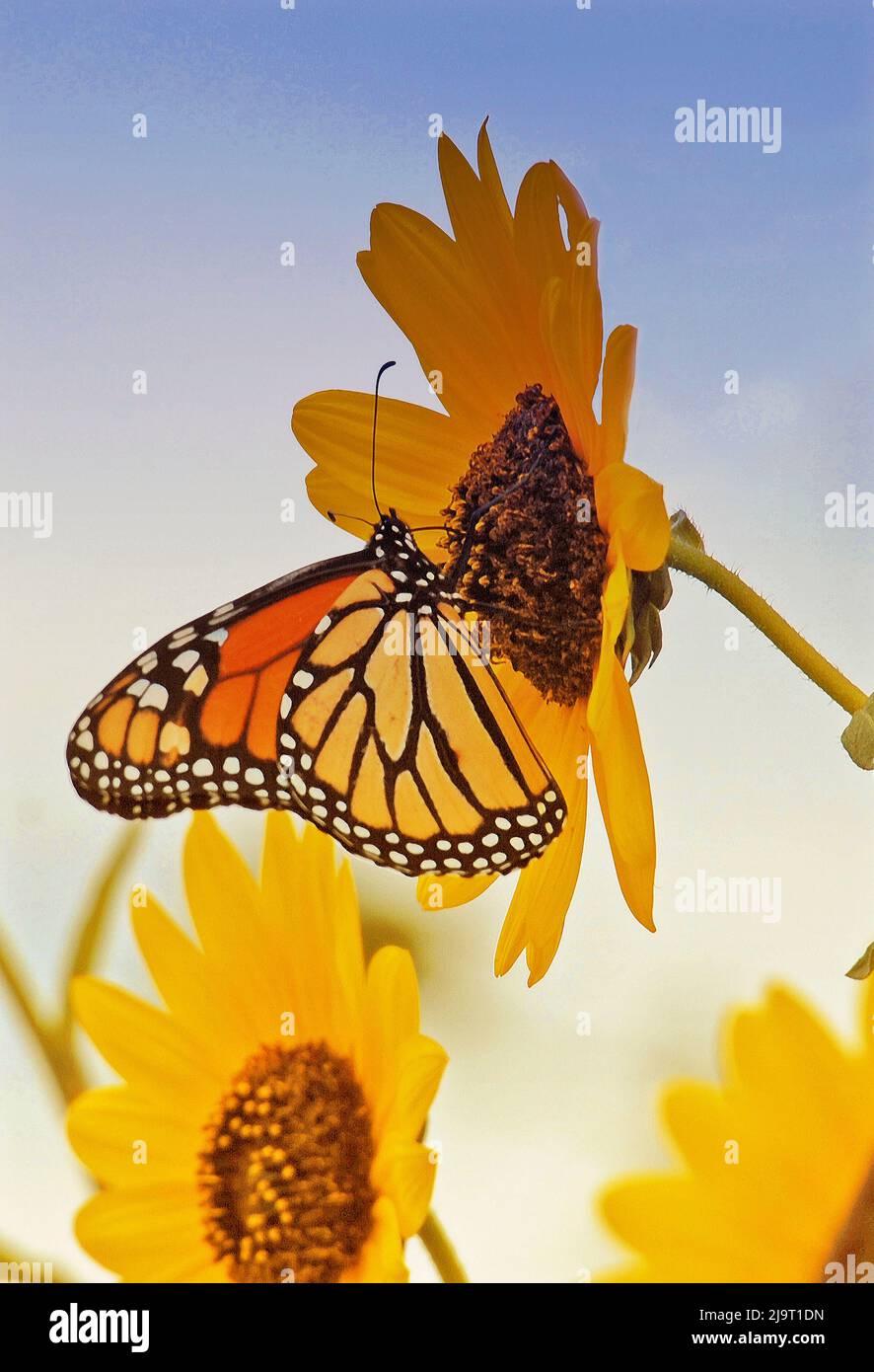 Monarch Butterfly on a sunflower Stock Photo - Alamy