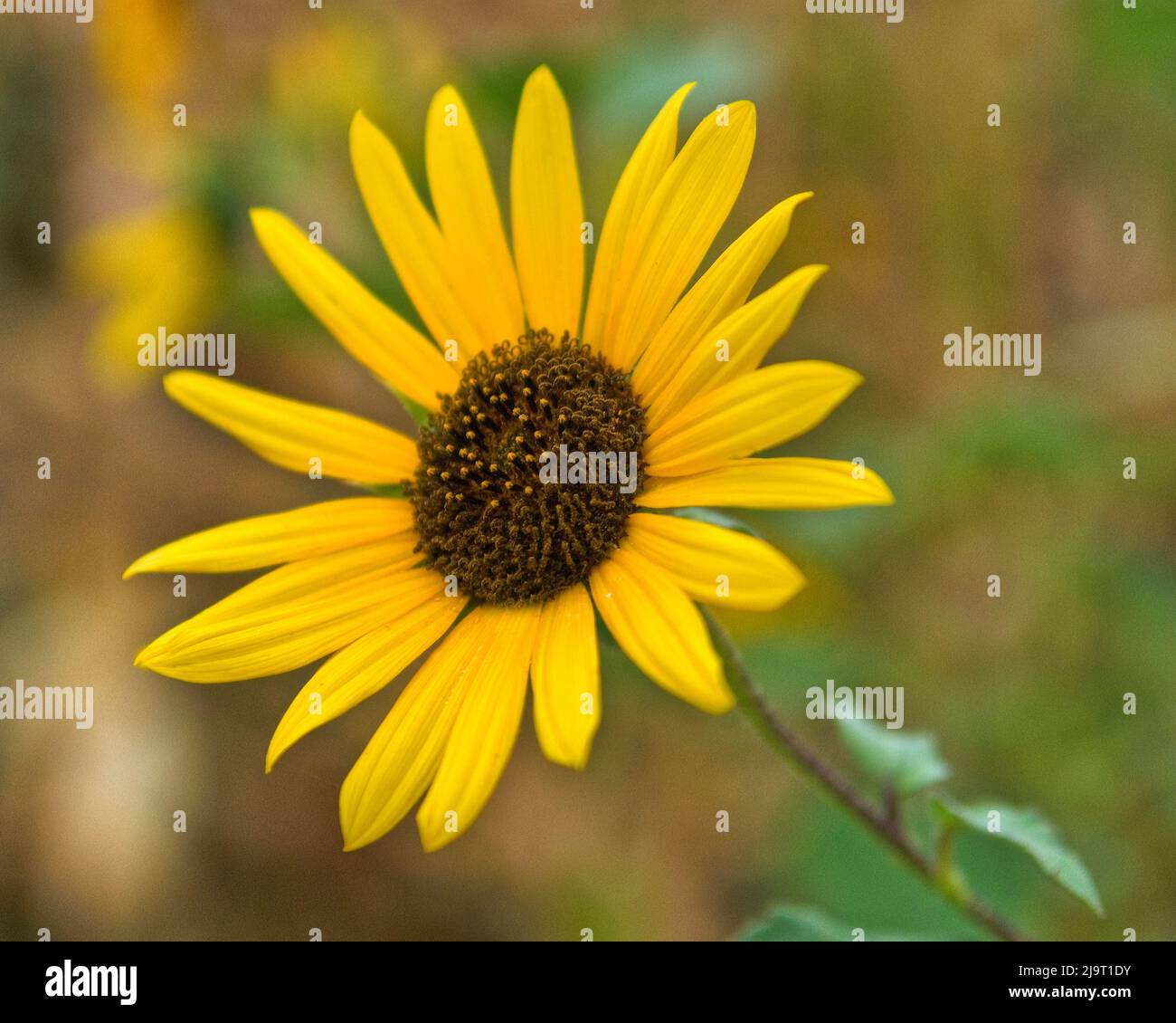 Common sunflower in Kansas Stock Photo Alamy