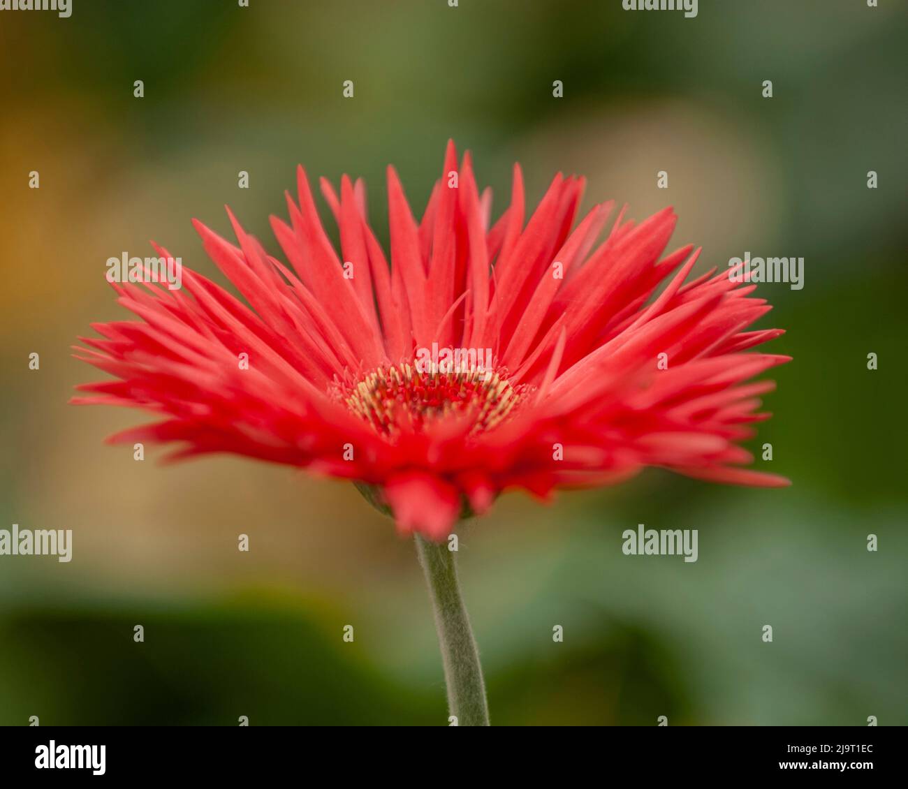 Barberton Daisy Stock Photo