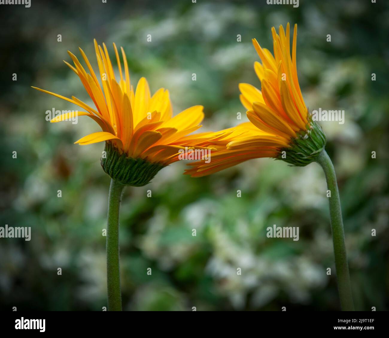 Barberton Daisy Stock Photo