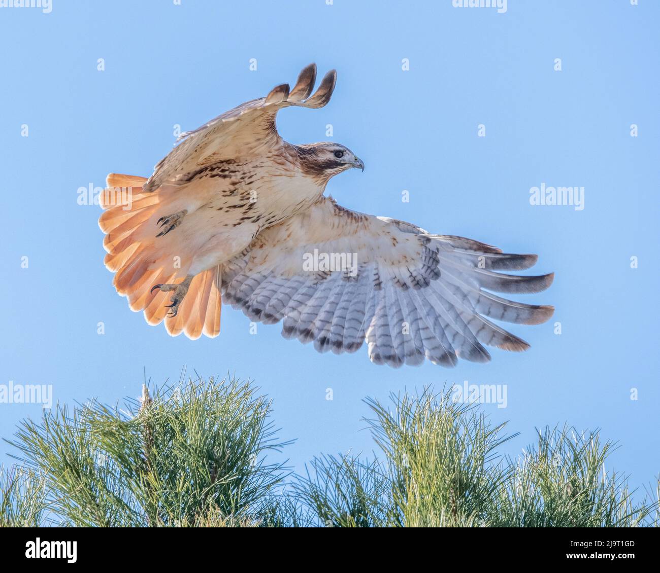 Red-tailed hawk clipping the trees Stock Photo