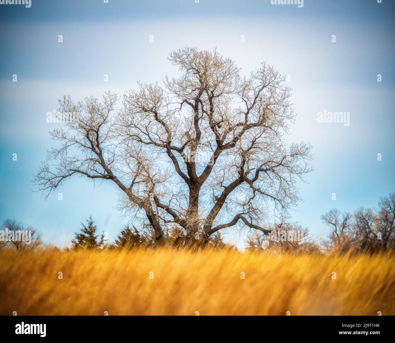 Large Cottonwood tree at Quivira National Game Refuge Stock Photo - Alamy