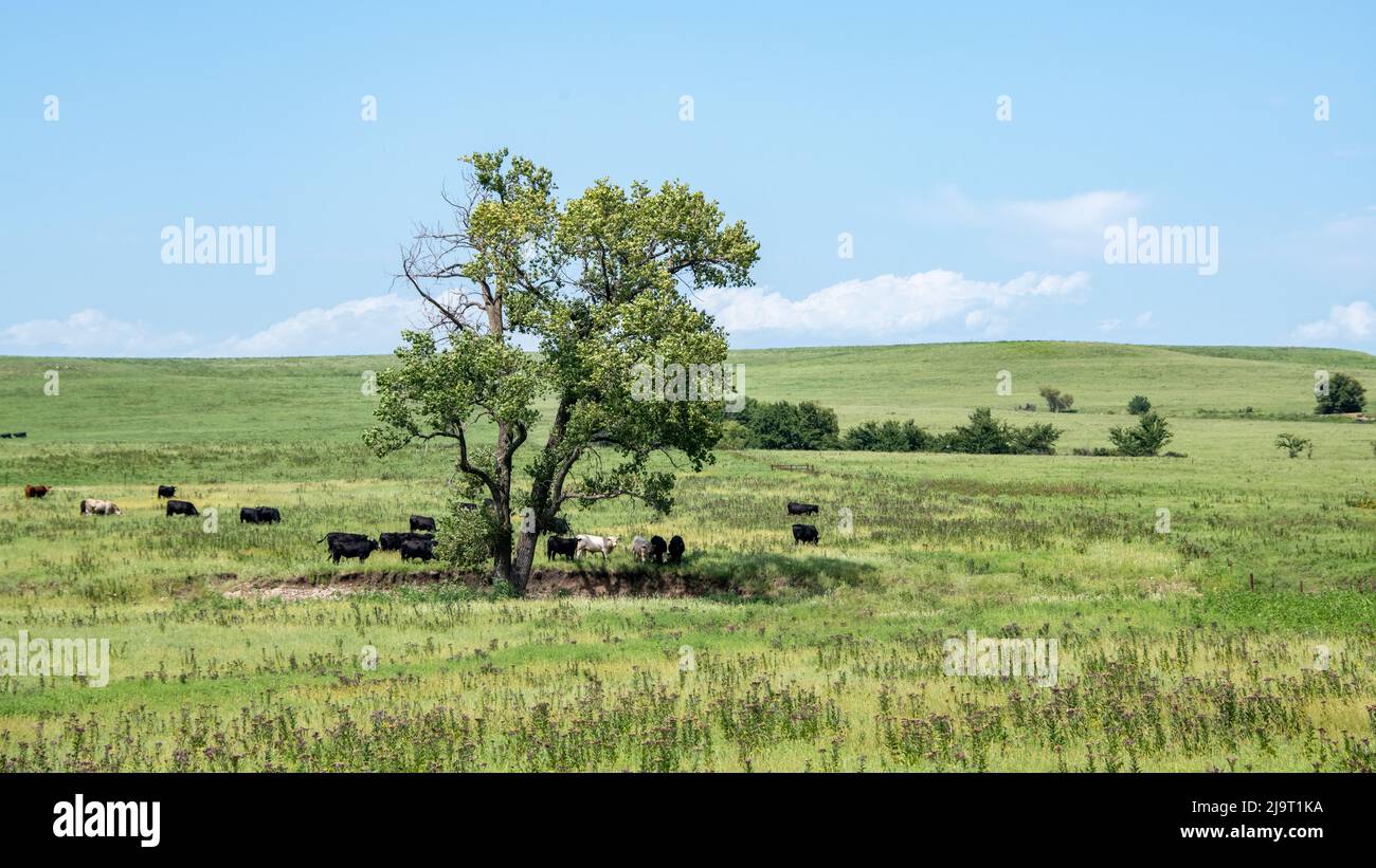 Large cottonwood tree in the Flint Hills of Kansas Stock Photo - Alamy