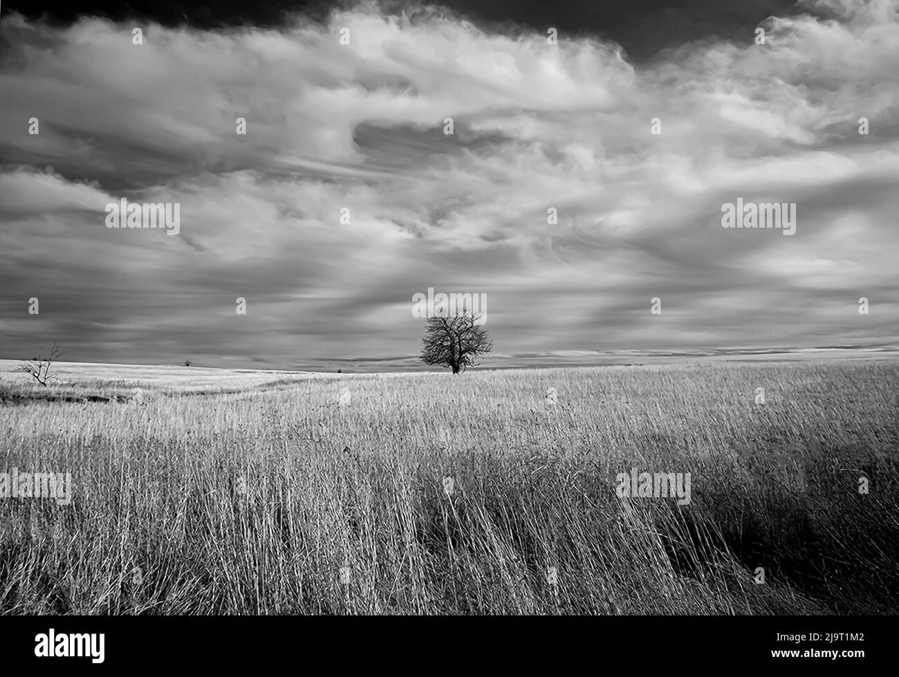 Lonely tree black white hi-res stock photography and images - Alamy