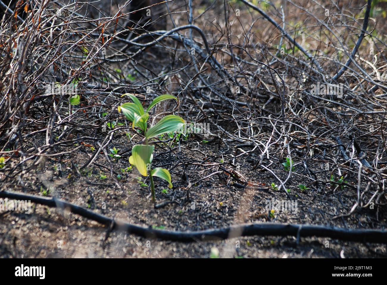 Fire Swept Forests in the Cascade Mountains Stock Photo Alamy