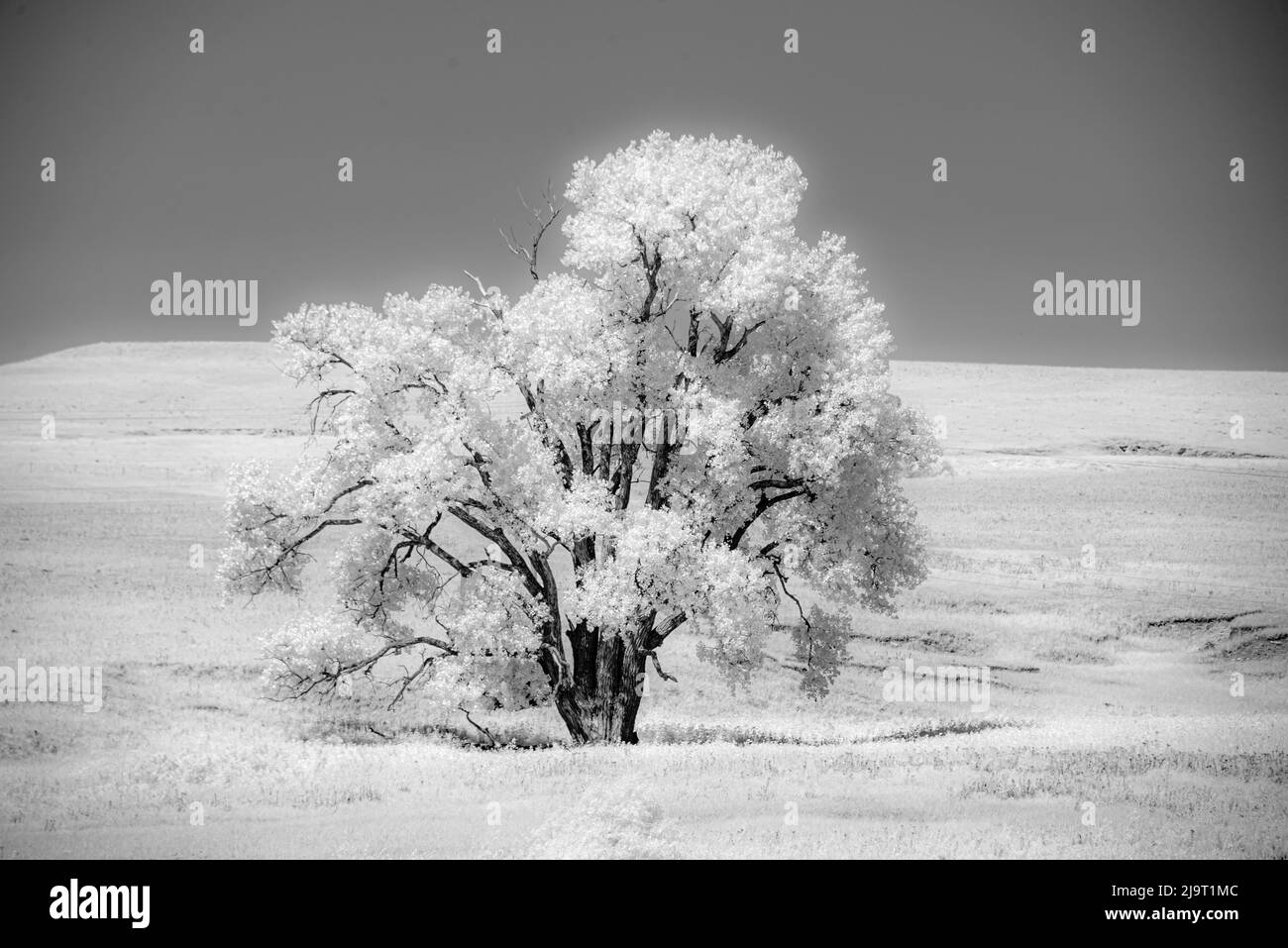Great cottonwood tree in the Kansas Flint Hills Stock Photo Alamy