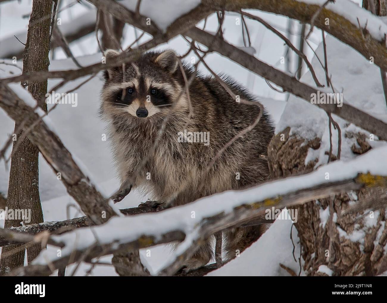 Racoon hi-res stock photography and images - Alamy