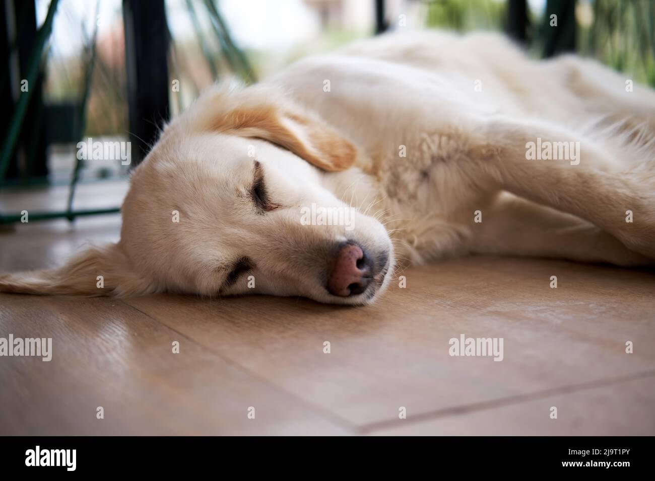 Cute golden retriever sleeping on the floor. Stock Photo