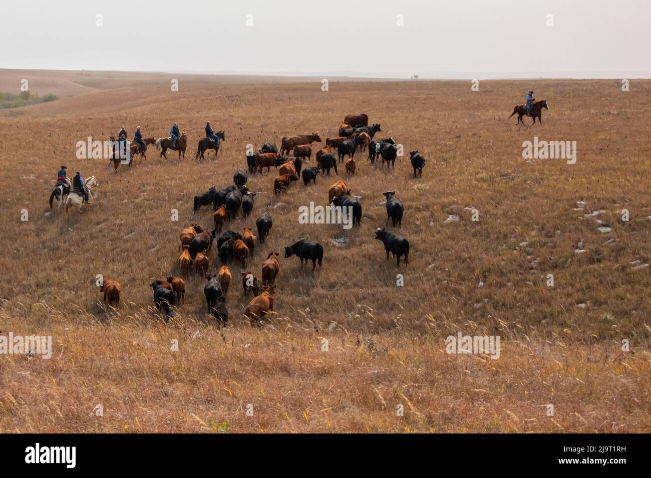 Cattle drive in the Flint Hills of Kansas Stock Photo Alamy