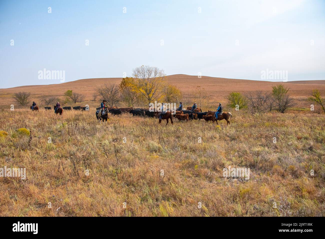 Cowboy herding cattle hi-res stock photography and images - Alamy